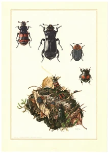 Totengräber Nicrophorus vespillo Aaskäfer Stutzkäfer Käfer Farbdruck 1955 - Picture 1 of 1
