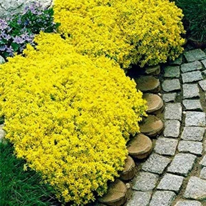 300 Yellow Rock Cress Seeds Creeping Thyme Seed Thymus Serpyllum Organic - Picture 1 of 6