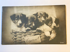 Postcard Cute St. Bernard Pups In Basket Express Delivery C1905 Rotograph