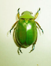 Chrysina for collectors | Gold Beetles, Jewel Scarabs