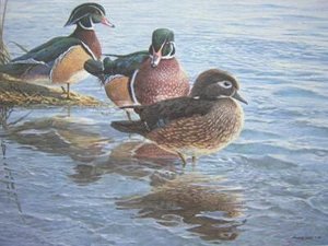 John Seerey-Lester 1989 Wood Duck National Fish & Wildlife Foundation Art Print - Picture 1 of 3
