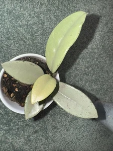 Hoya Wilbur Graves, super silver, Stable Clone. Exact plant, Rooted Cutting, #1 - Picture 1 of 3