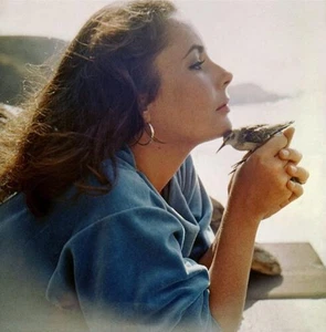 Elizabeth Taylor 10x10 giclee photo The Sandpiper - Picture 1 of 1