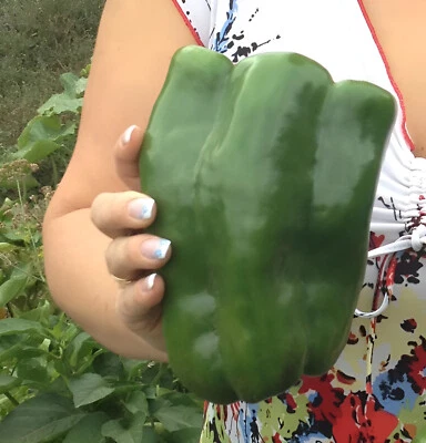 100 Heirloom Emerald Giant Pepper Seeds - Giant Sweet Green Bell Pepper -No Heat - Image 1 of 4