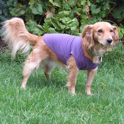 Purple Blank Dog Shirts for Dogs, Perfect for Craft Projects and Personalization - Image 1 of 4