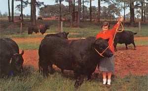 GA~GEORGIA~BLACK ANGUS CATTLE GROWN IN GEORGIA~LIVESTOCK - Picture 1 of 3