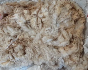 Exmoor Horn whole sheep fleece Raw (Unwashed) - Picture 1 of 3