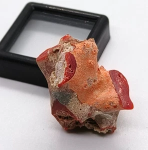 Genuine Loose Red Coral Unpolished Rouge-Natural Italian Red Coral Rough Raw - Picture 1 of 5