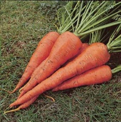 VALEYRAC EXOTICS Carota - carota St. Valery - carota - Daucus carota 250 + semi R 164