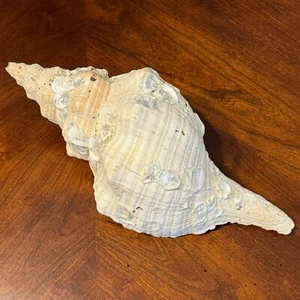 12" Large Horse Conch Shell Barnacle from Florida Natural Vintage Aquarium Decor - Picture 1 of 16