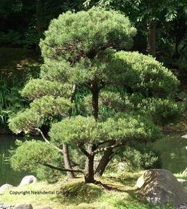 Australische Kiefer Zimmerbonsai  - Einer der schönsten Bäume Australiens ! - Bild 1 von 1