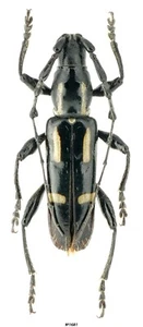 Coleoptera Cerambycidae Platyarthron semivittatum Costa Rica 24 mm - Imagen 1 de 1