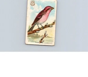 1918 Arm & Hammer Useful Birds America Purple Finch No 19 - Picture 1 of 2