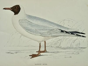 c1867 Antique Print MASKED GULL A History of British Birds by F.O. Morris - Picture 1 of 2