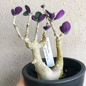 Pianta di cactus succulenta 15 cm Othonna Triplinervia Cactaceae casa giardino bellissima - Foto 1 di 10