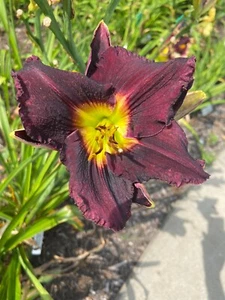 Night Flyer - Daylily Live Plant 2 Fans Perennial Flower - Picture 1 of 1