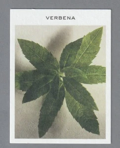 Carte publicitaire - Atelier des Fleurs Verbena de Chloé recto verso - Bild 1 von 2