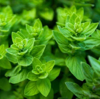 OREGANO ITALIAN Mediterranean Medicinal Culinary Pizza Herb Non-GMO  1000 Seeds! - Image 1 of 4
