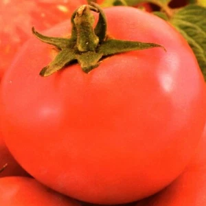 Tomatensamen Tomaten Samen Adam F1 Hybrid Адам помидоры гибрид 50 Samen Nr.5 - Bild 1 von 2