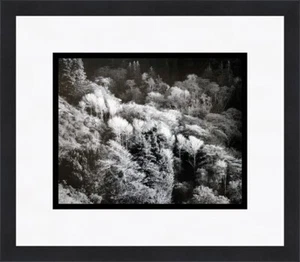 Ansel Adams Forest Big Sur CA individuell gerahmter Druck - Bild 1 von 1