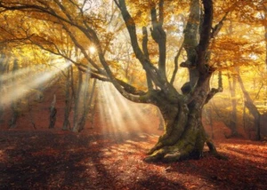 Photo Wall Mural-SUN GLADE II-(719)-NON WOVEN-Wallpaper-Forest Nature Autumn XXL - Picture 1 of 1
