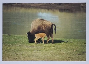 Postcard BISON AND CALF Yellowstone National Park Wyoming USA Buffalo Unposted - Picture 1 of 4
