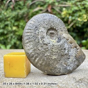 Fossil Ammonite - Lunuloceras paulowi, Callovian, Jurassic, Aichelberg - Picture 1 of 1