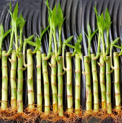 7 LUCKY BAMBOO Plants 6 inches Home Decor, Office Decor, Easy To Care Indoor - Image 1 of 4