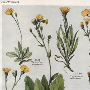Hieracium Pl 364 - Pflanzenflora - Pressstich 1930 - Bild 1 von 2