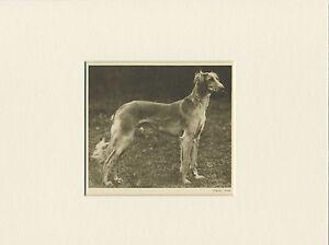 SALUKI ORIGINAL VINTAGE 1931 DOG PRINT MOUNTED READY TO FRAME