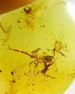 Cretaceous Burmese amber Fossil burmite scorpion insect amber fossil Myanmar - Picture 1 of 9