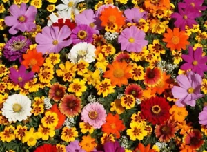 Susies ๐ Spring Flower ๐ธ Mix 300+ Seeds :) Pretty! Instructions Included Xx - Picture 1 of 10