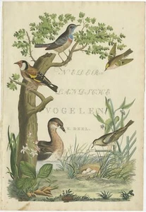 Antique Frontispiece of Volume 5 of 'Nederlandsche Vogelen' by Sepp & Nozema - Picture 1 of 1