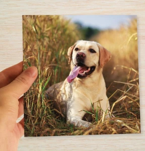Biglietto Compleanno Labrador Dal Costume Cane Mamma Papà Marito Moglie Partner Sorella Figlio - Foto 1 di 10