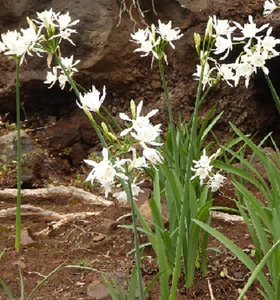 100 Semillas de Pancratium maritimum - Lirio - Azucena de mar - Imagen 1 de 1