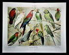1898 Antica Cromolitografia:PAPPAGALLI - PAPAGEIEN. VARIETA