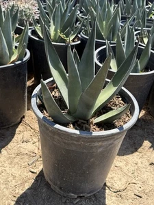 Agave Sharkskin - Picture 1 of 2