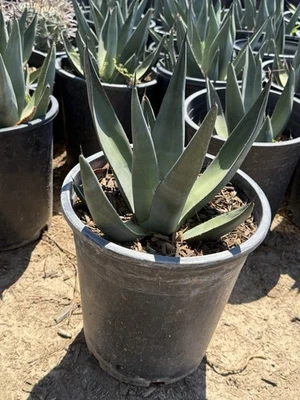 Agave Sharkskin - Image 1 of 2