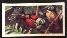 (A06) BROOKE BOND TEA CARD “TROPICAL BIRDS” 50 Wilson’s Bird Of Paradise