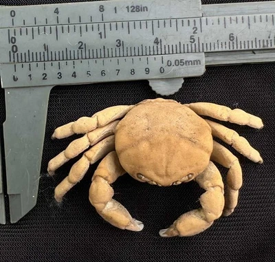 CRABS/Deep sea crab species preserved dried crabs - Image 1 of 2