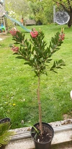 Pfeifenputzer Callistemon ca.110 cm inkl. Topf. Stämmchen Zylinderputzer. - Bild 1 von 3