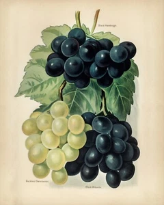 12860.Poster print.Room Wall design.Vintage garden fruit.Grapes.Kitchen decor - Picture 1 of 1