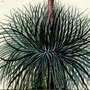 Rare 1816 Turpin Hand-Colored Engraving, Dictionnaire Sciences AGAVE Geminiflora - Picture 1 of 8