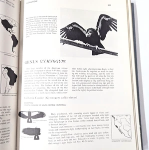 Birds of Prey of the World by Grossman & Hamlet, 1st Edition HC 1964 Ornithology - Picture 1 of 13