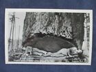RP Washington Logging 12" Douglas Fir Tree 2 Loggers in Cut 1940s Postcard