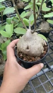 Hydnophytum formicarum Ameisenpflanze tropisch reif s + PHYTO - Bild 1 von 5