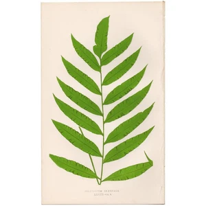 Antike Lowe exotische Farne 1872 Botanischer Druck 28 ungleiche Polypodie Farne - Bild 1 von 3