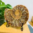 234G Natural Ammonite Fossil Quartz Slice Crystal Mineral Specimen Decoration