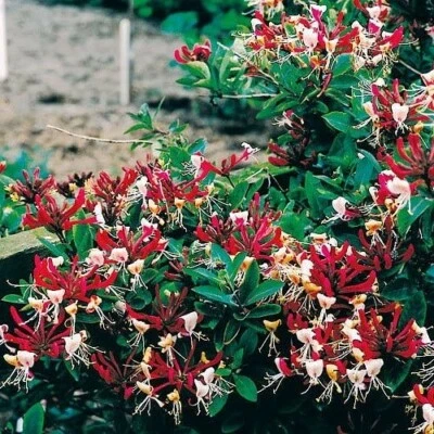 Planta de madreselva Lonicera Serotina Belgica holandesa tardía vid 2,5" maceta fragante Foto 1 de 2
