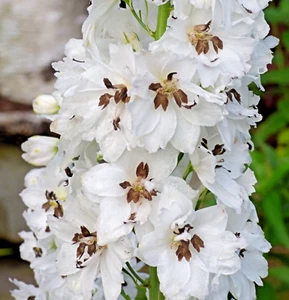 100 WHITE DELPHINIUM Seeds (Delphinium elatum) Larkspur Perennial Garden Flower - Picture 1 of 3